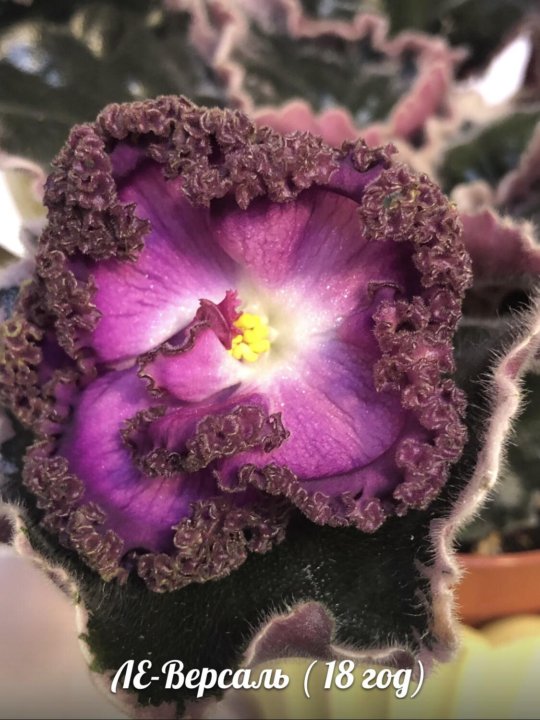 Фиалка ле кардамон. Фиалка рс версаль. Фиалка версаль. Фиалка ле версаль. Фиалка версаль.