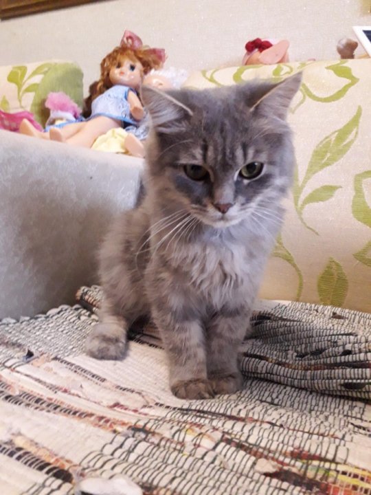 Бугульма животные отдают бесплатно. Кот бугульма. Авито овцы татарстан мериан. Авито бугульма животные. Авито бугульма животные.