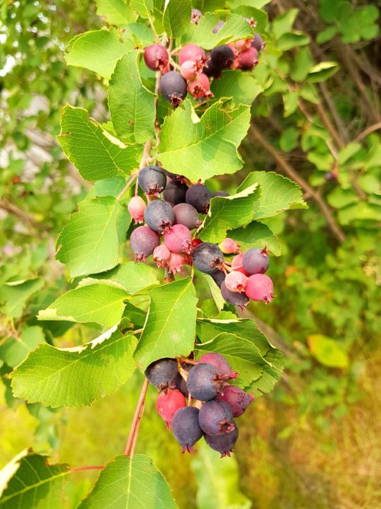 Ирга Фото И Описание Полезные Свойства – Telegraph