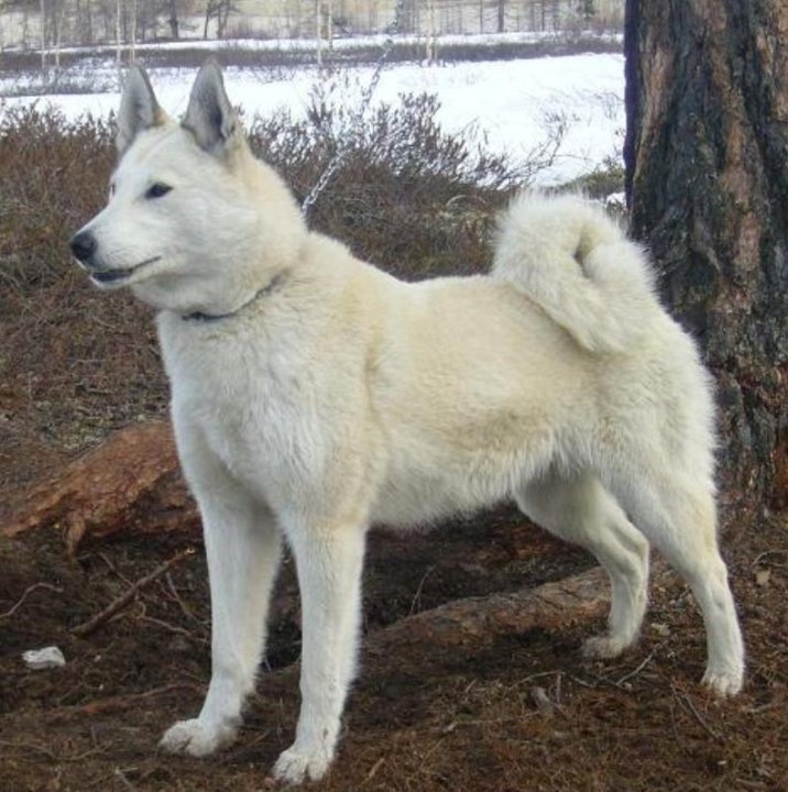 лайка западно сибирская