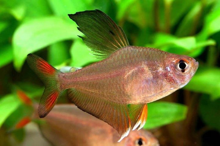 Тетра золотая (Hemigrammus rodwayi) тетра Родвей Интернет-магазин АкваПитер