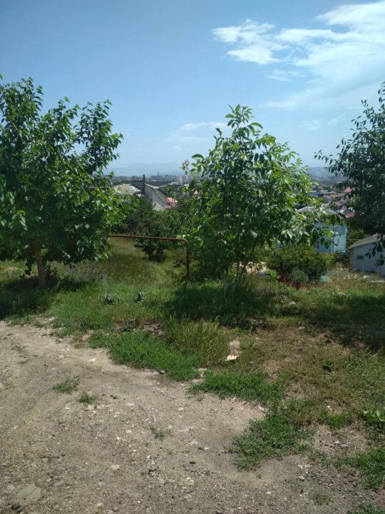 Давыдовка Крым. Картинки Садоводство Крыма.