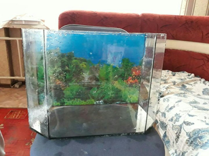 Заберу аквариум даром. Отдам даром аквариум. Отдам рыбок даром. Дар аквариумных рыбок в магнитогорске. Приму в дар аквариум.
