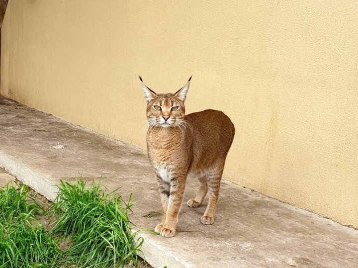 Каракет Кошка Цена Фото