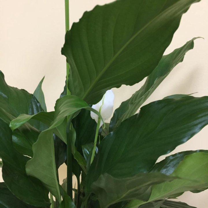Спатифиллум для человека. Спатифиллум белая канифоль. Спатифиллум с лианой. Спатифиллум для человека. Спатифиллум крупнолистный.