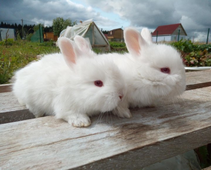 Кролики Немецкое Фото