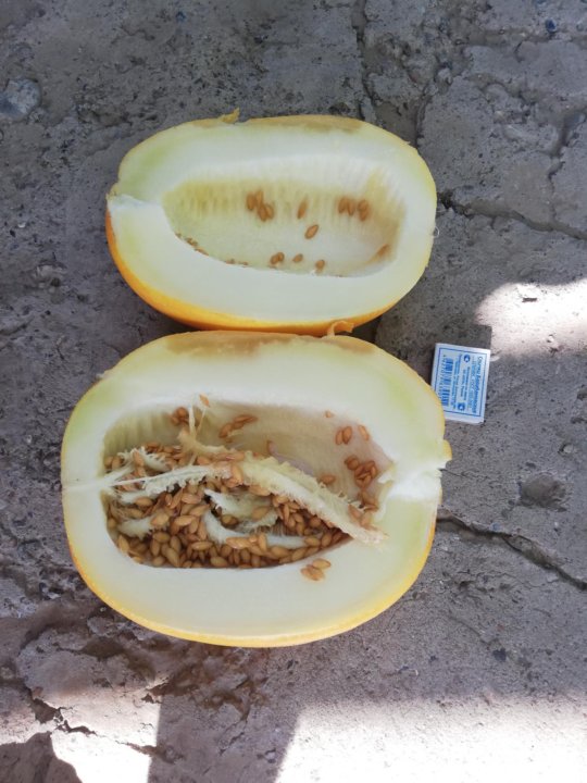 Почему дыни гниют на грядке. Фузариозное увядание дыни. Почему дыни гниют на грядке. Арбуз лопается. Антракноз арбуза.