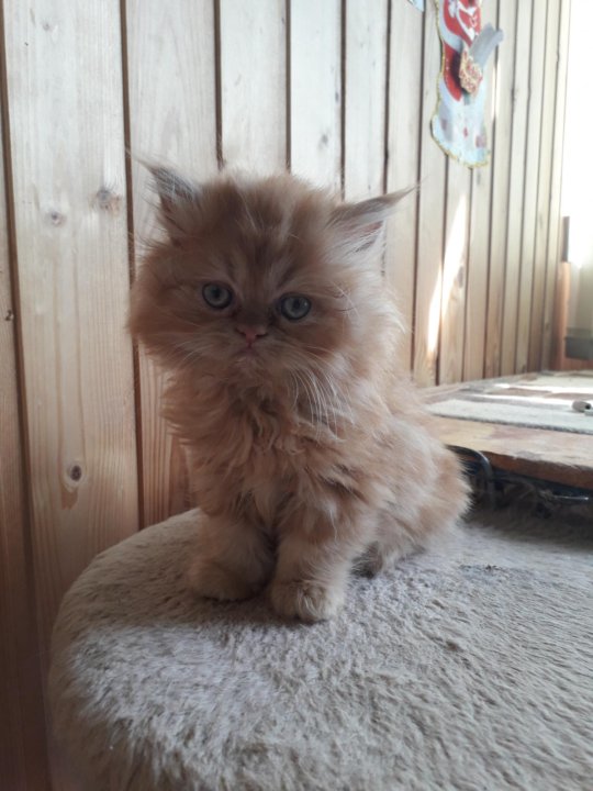 авито воронеж котята в добрые руки