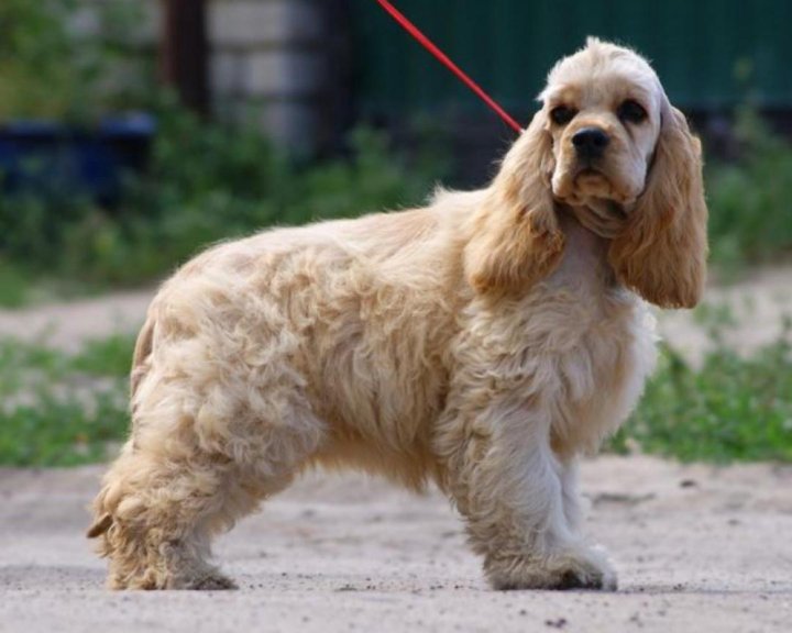 Породы спаниелей с фотографиями и названиями #VetsNorthSomerset The Sussex spaniel is long and low, rectangular and massive s