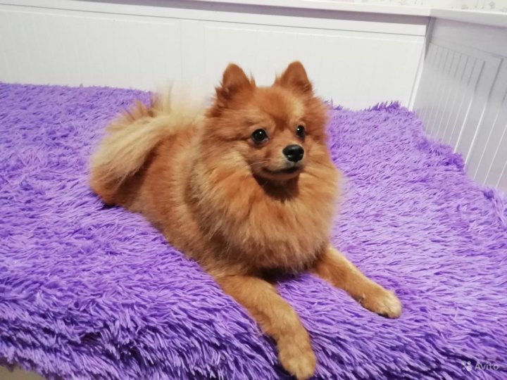 Зоосалон одинцово. Померанский шпиц взрослый. Шпиц модель. Померанский цвергшпиц лисичка. Вязка шпицев.