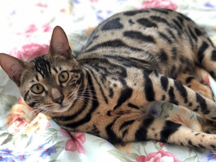 вязка бенгальских. вязка с бенгальским котом. вязка с бенгальским котом. вязка бенгальских. бенгальский кот родословный.