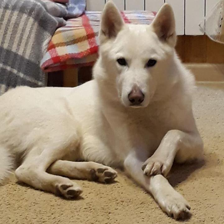 темрюк животные.