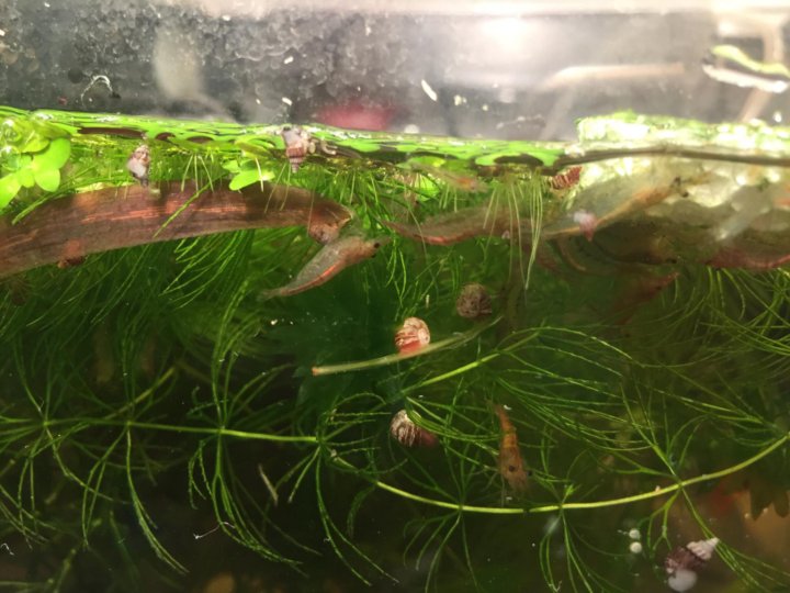 Содержание вишен в аквариуме. Креветки аквариумные неокардины. Креветки аквариумные вишня. Креветки аквариумные вишня. Размножение креветок в аквариуме.