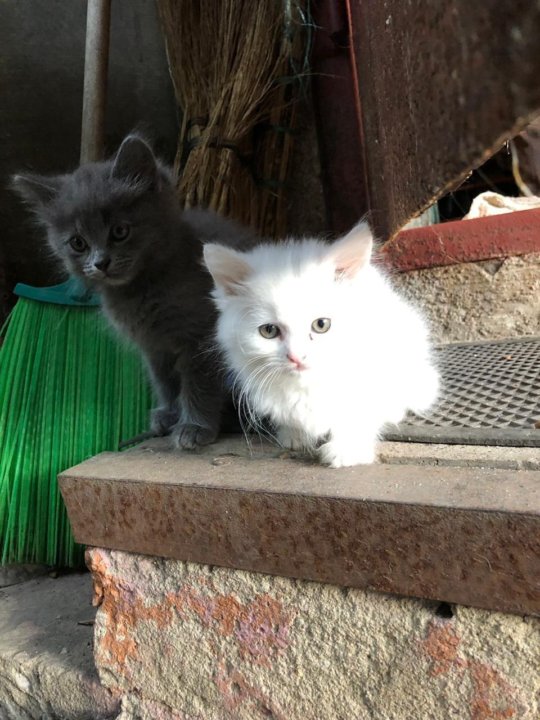 авито воронеж котята в добрые руки. тайская вислоухая кошка. котята в добрые руки воронеж. кошки в воронеже. авито воронеж котята в добрые руки.