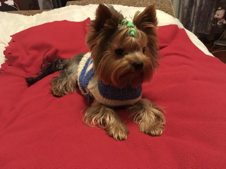 размножение терьеров. течка у йоркширского терьера. купить йорка в омске. йоркширский терьер гипоаллергенный. размножение терьеров.