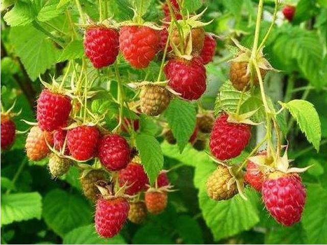 Малина Жар Птица Фото