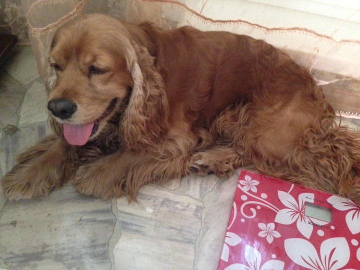 Потерялся кокер спаниель. Кокер спаниель любит сидеть на руках у хозяев?. Кокер-спаниель. Кокер в добрые руки. Кокер спаниель мария.