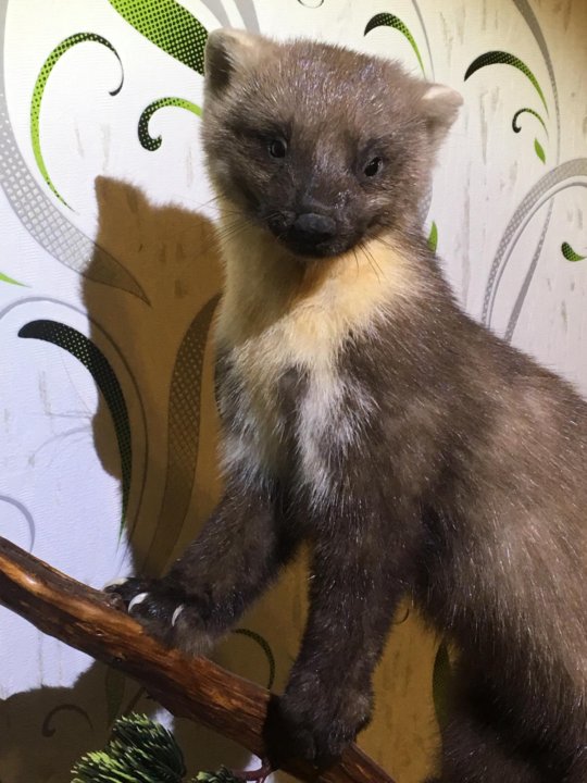 Таксидерния чучело куницы. Лесная куница. Баргузинский соболь. Детеныш соболя. Леопардовая куница.