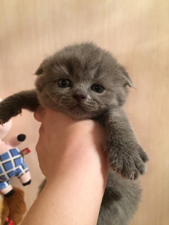 Вязка с шотландским вислоухим котом – купить в Санкт-Петербурге, цена 3 ...