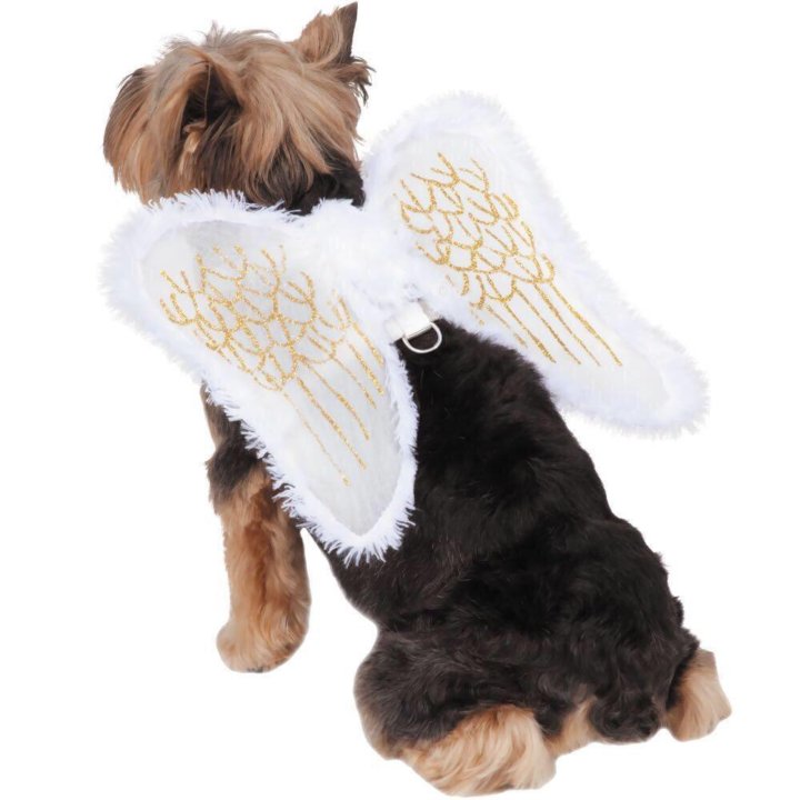 Pet angel. Костюм ангела для собаки. Собака с крыльями. Собака с крылышками. Костюм с крыльями для собаки.