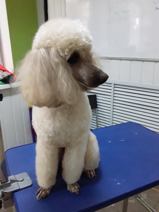 Миусская 8 тюмень груминг. Грумер тюмень. Миусская 8 тюмень груминг. Грумер тюмень. Груминг тюмень.