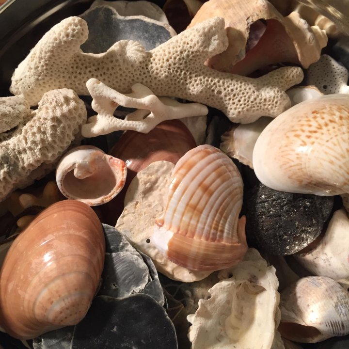 Shell stone