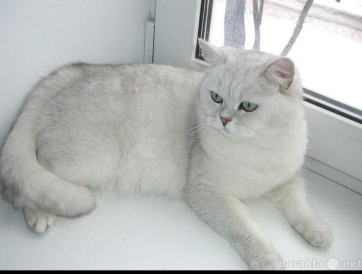 Шотландская кошка шиншилла