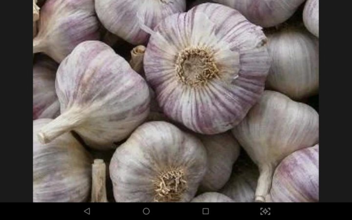 Семена любаша. Семена чеснока озимого. Чеснок любаша семена. Фото семян (детькик) чеснока любаша. Чеснок сорт любаша.