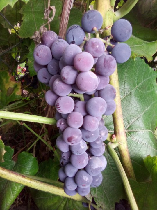 Классификация винограда. Неукрывной виноград для сибири. Виноградник в подмосковье. Сорт винограда мукузани. Морозостойкий виноград для подмосковья лучшие сорта неукрывной.