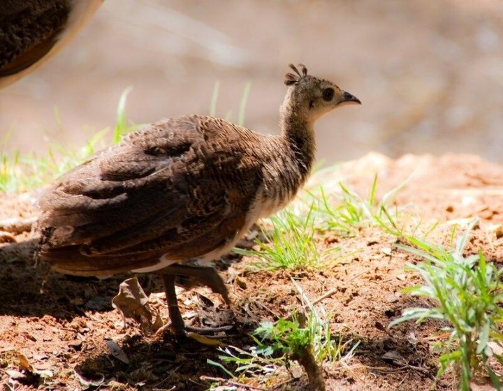 Птенец павлина фото как выглядит