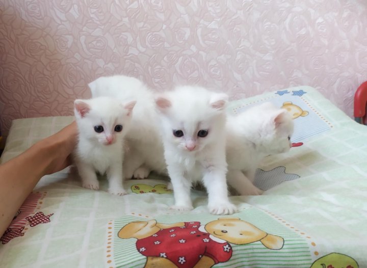 Котенок Купить Фото Белый Авито