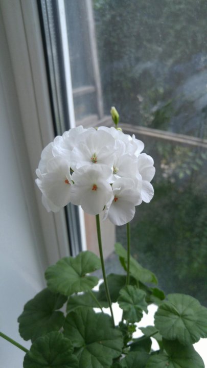 Пеларгония рафаэлло фото. Пеларгония рафаэлло. Пеларгония рафаэлла f1 розовая. Пеларгония рафаэлло. Пеларгония рафаэлло.