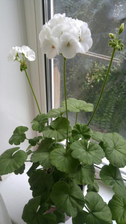 Пеларгония рафаэлло персиковая. Пеларгония зональная рафаэлла белая. Пеларгония рафаэлла f1 персиковая. Пеларгония рафаэлло. Пеларгония зональная рафаэлла розовая.