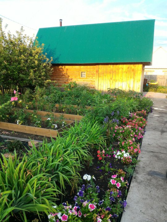 огород салават. дубки на участке. купить дачу в салавате. коттеджи в агидели. огород салават.