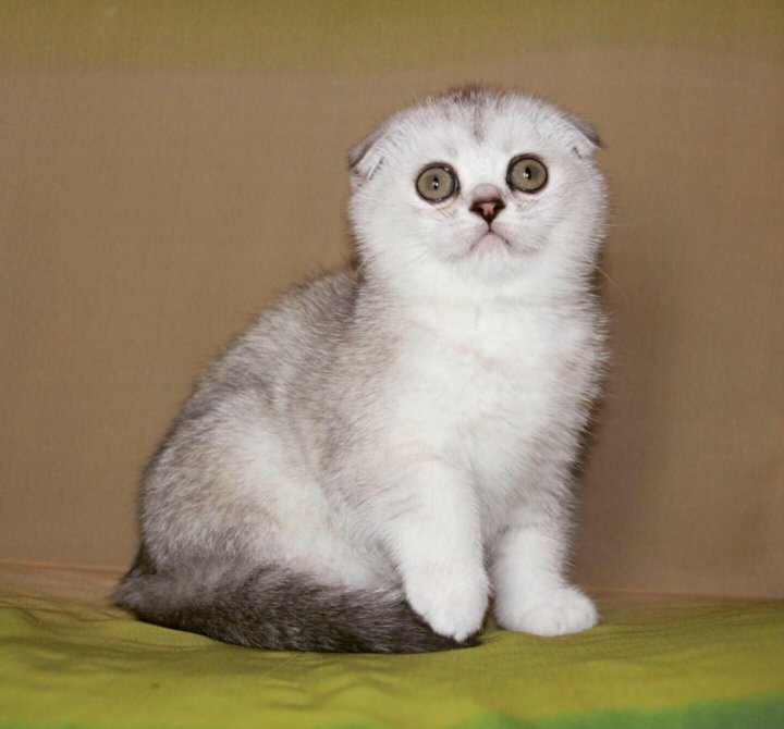 Шотландская Вислоухая Кошка Фото Купить
