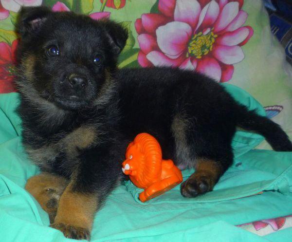 щенки помесь немецкой овчарки. даром щенки метис. беспородные щенки.