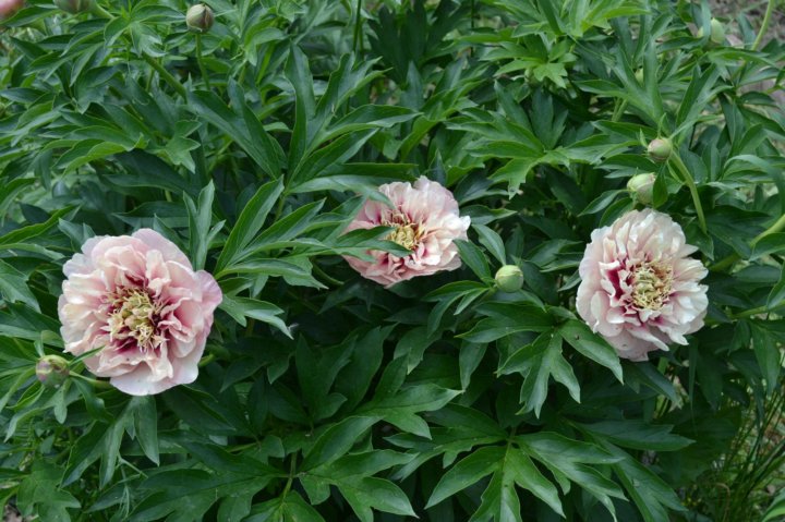 Пион Кэролайн констебль Paeonia Caroline Constabel