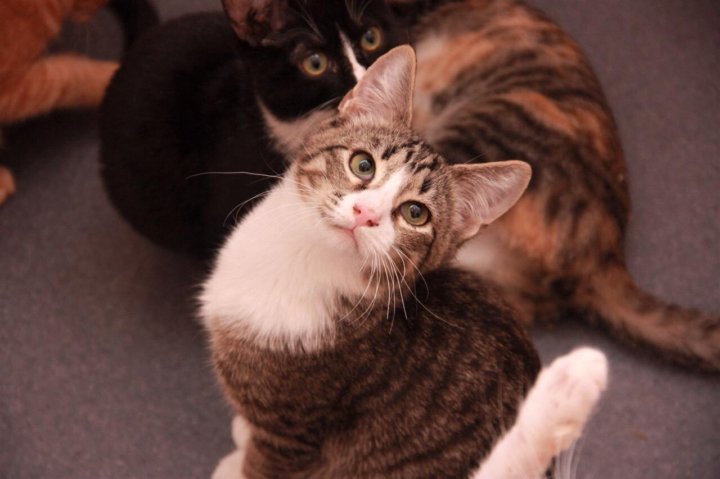 Kitten sister