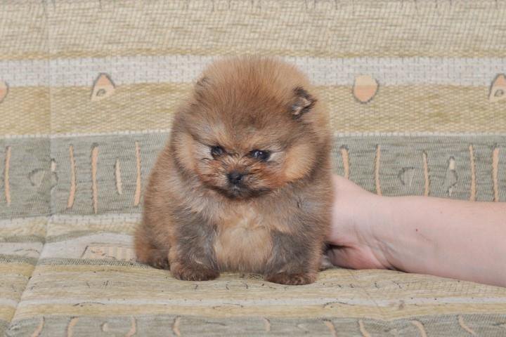 Моя забава. Шпиц. Щенки 1,5 месяца