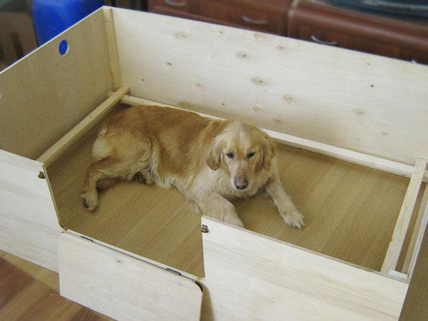 Секреты ветеринаров: правда о сроке беременности у собак, которую скрывают заводчики