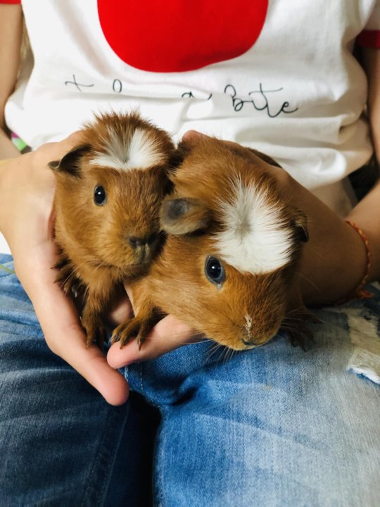 морская свинка короткошерстная. американские короткошерстные морские свинки. морская свинка рекс. морские свинки породы коронет. сиамская морская свинка.