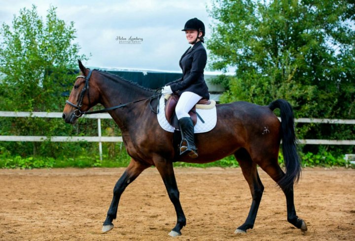 Конный спорт предложение. Конюшня в Малом Карлино. Конный клуб Малое Карлино the best.