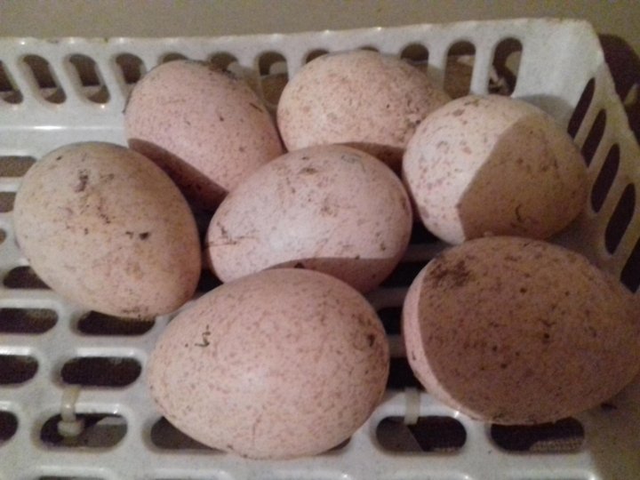 Купить инкубационное яйцо в воронежской области. Яйца в Воронеже стоят 200.