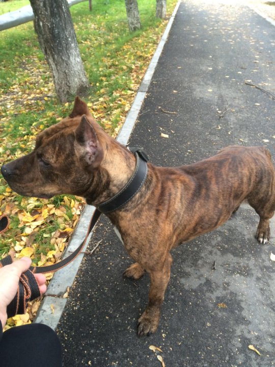 питбуль в добрые руки