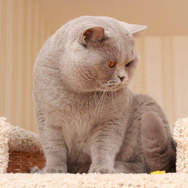 основных параметрах шотландская прямоухая кошка лиловая фото любят разнообразных