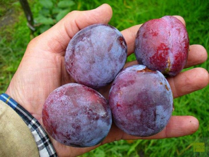 Сливы описание сорта фото отзывы