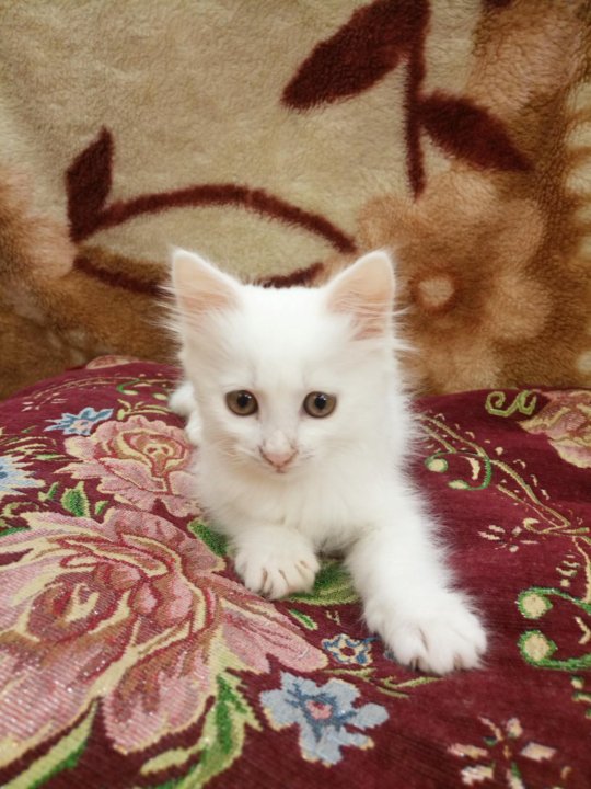Коты в волгограде. Породистые котята в добрые. Авито животные. Котята в добрые руки волгоград. Бесплатные котята волгоград.