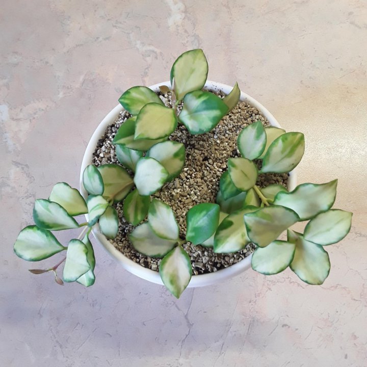 Хойя heuschkeliana variegata фото