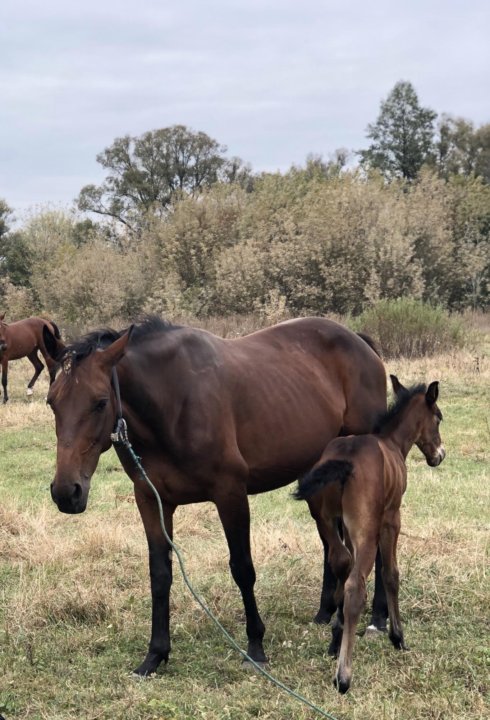 Авито курск лошади