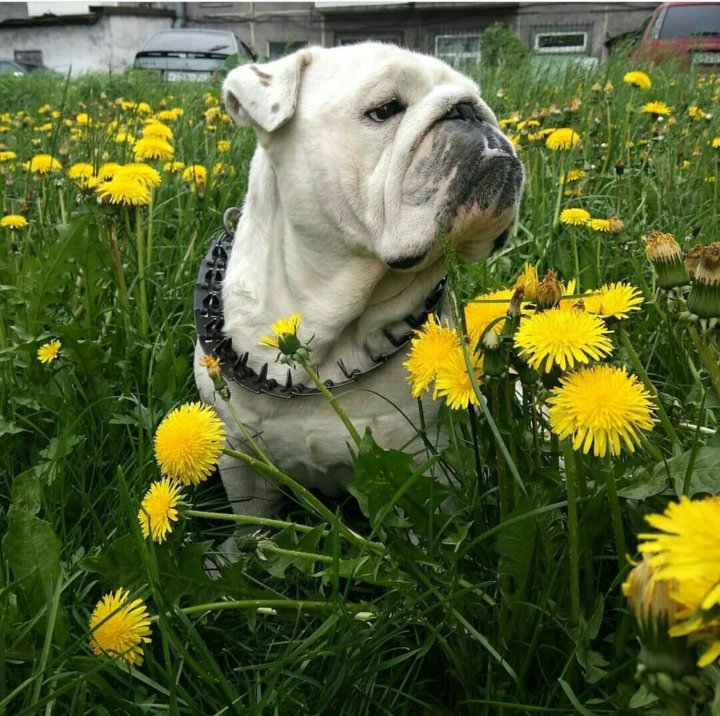 бульдаг. шлейка для французского бульдога frenchie. тойтерьеры кабель для случки в новосибирске. шлея жилет для мопса. французский бульдог и пуллер.